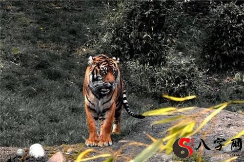 梦见养了一只老虎